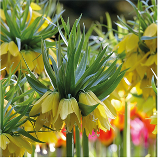 The Art of Connection